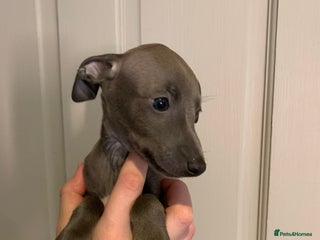 Italian Greyhound dogs KC reg show quality Italian greyhound boy - Advert 1