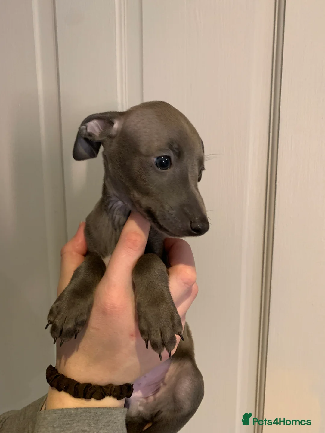 Italian Greyhound dogs for sale: Only one quality Italian greyhound boy left  - Advert 2
