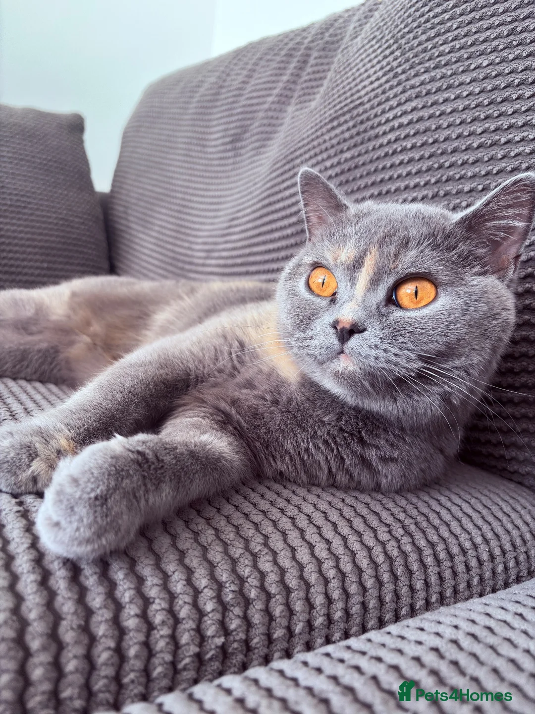 British Shorthair cats for sale: GCCF Blue British Shorthair Girl - 1 Year Old - Advert 9