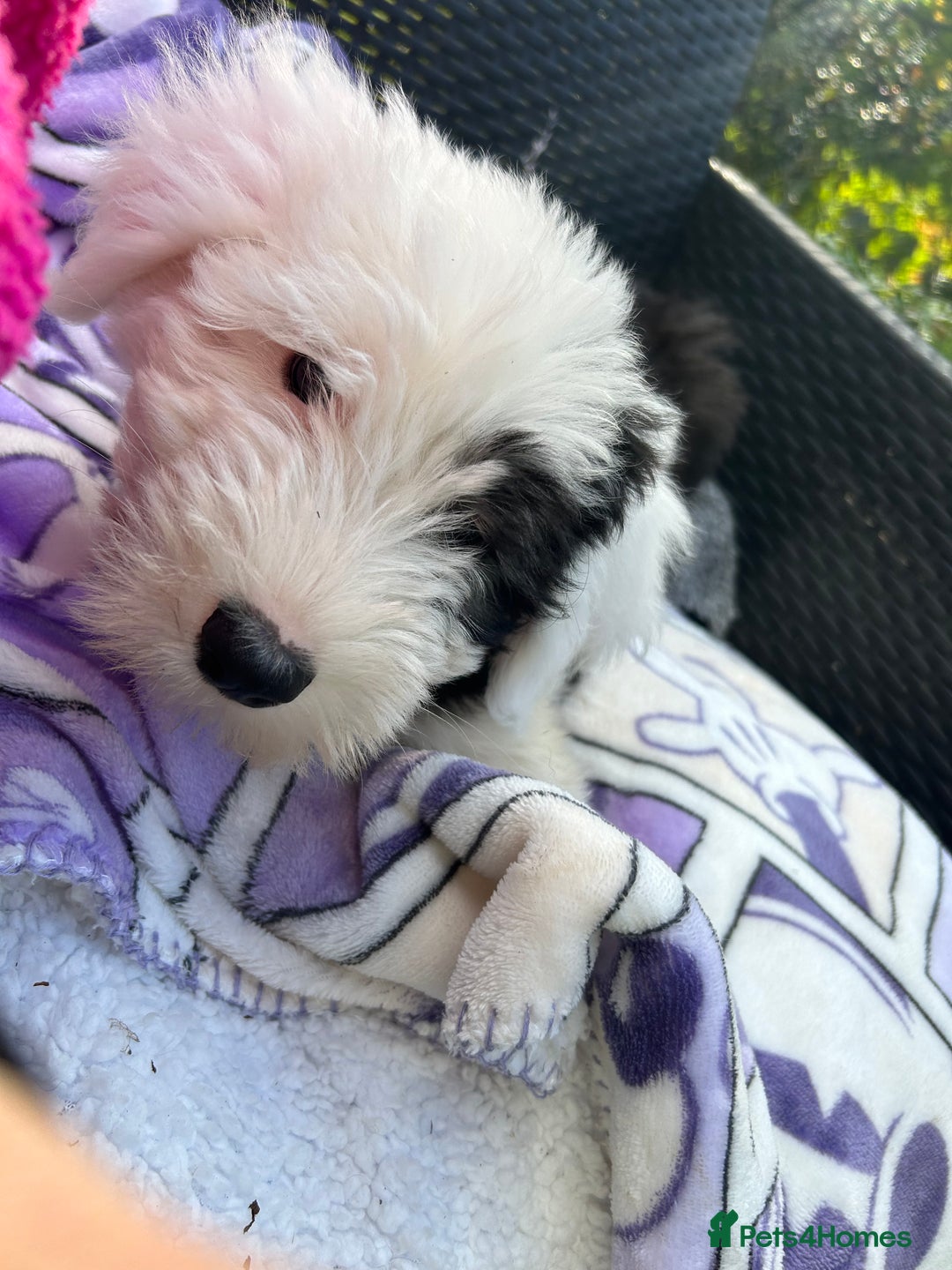Old English Sheepdog dogs for sale: Kennel Club Reg Old English Sheepdog Puppies - Image 24