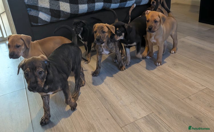 Mixed Breed dogs - Advert 1