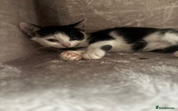 Maine Coon cats for sale: British Short Hair cross B&W Female Kittens❤️ - Image 3