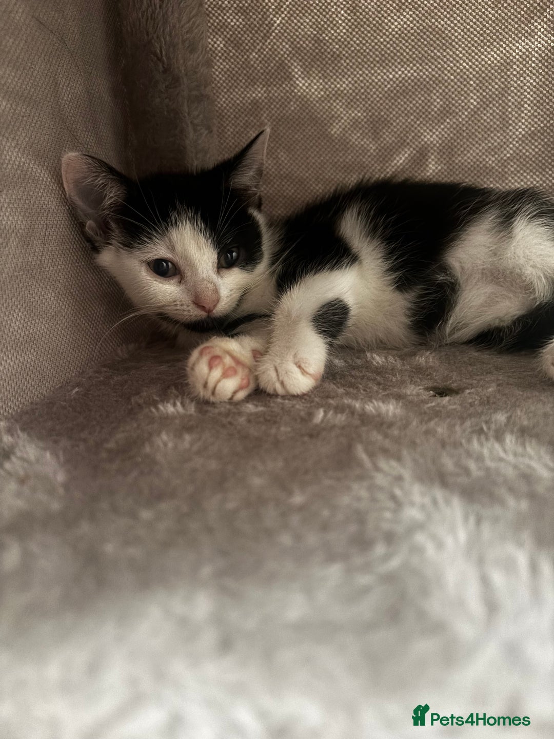 Maine Coon cats for sale: British Short Hair cross B&W Female Kittens❤️ - Image 3