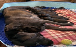 Springador dogs for sale: Puppies  - Image 4