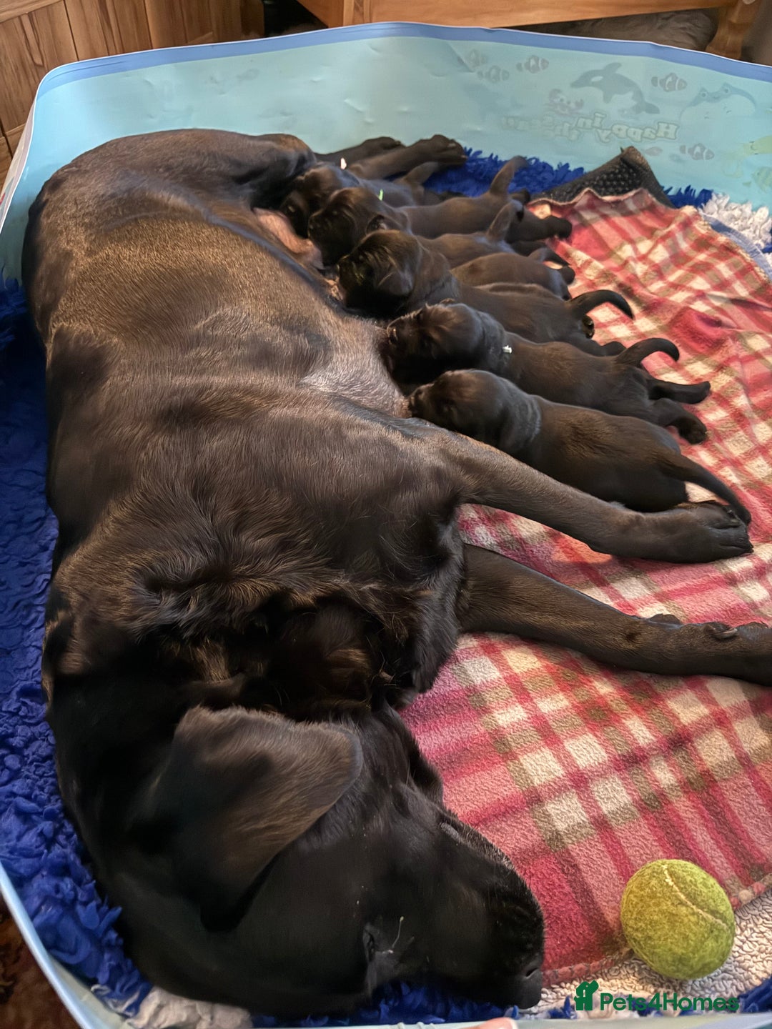 Springador dogs for sale: Puppies  - Image 4