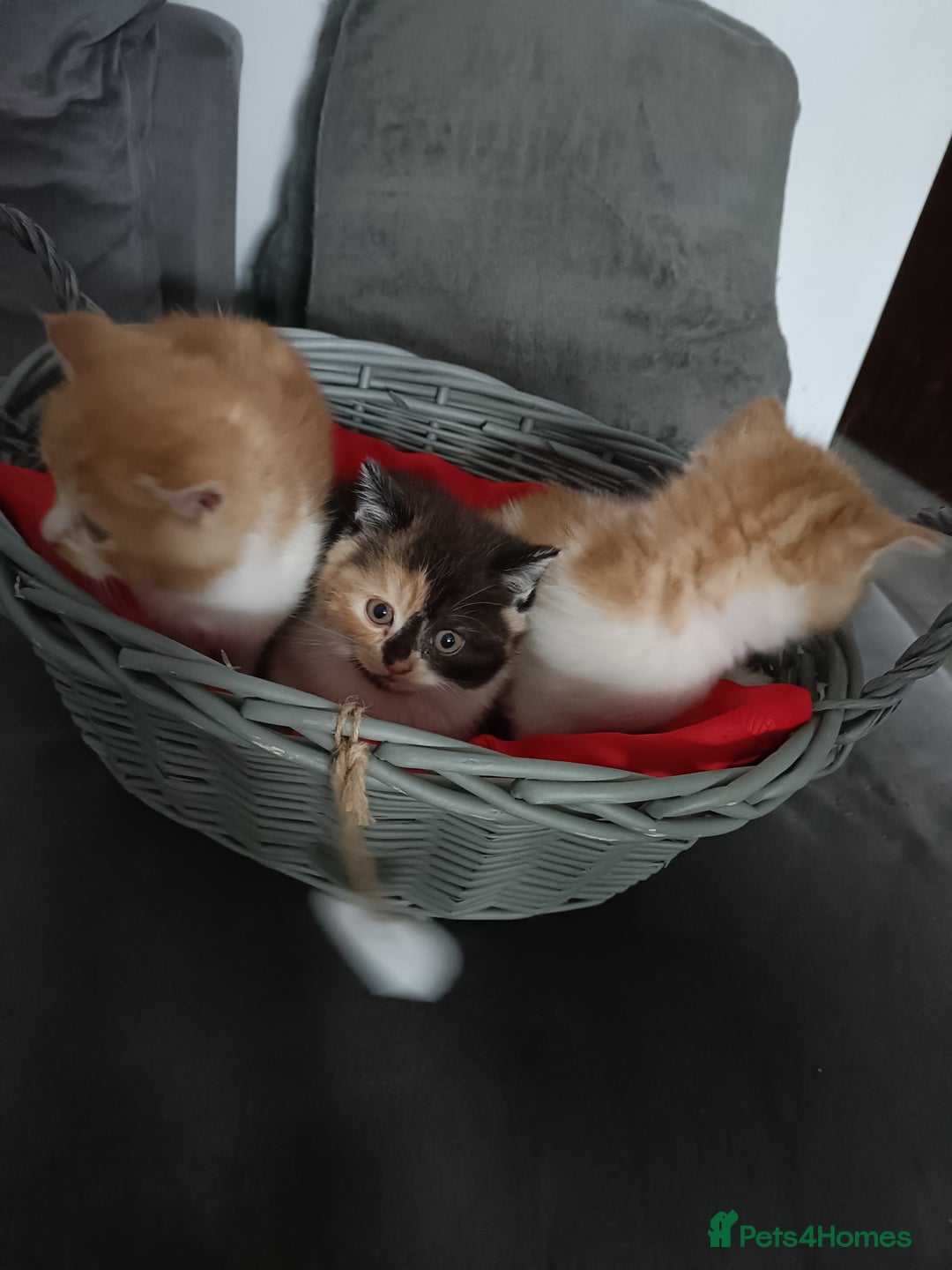 Persian cats for sale: Persian Kittens - Image 13
