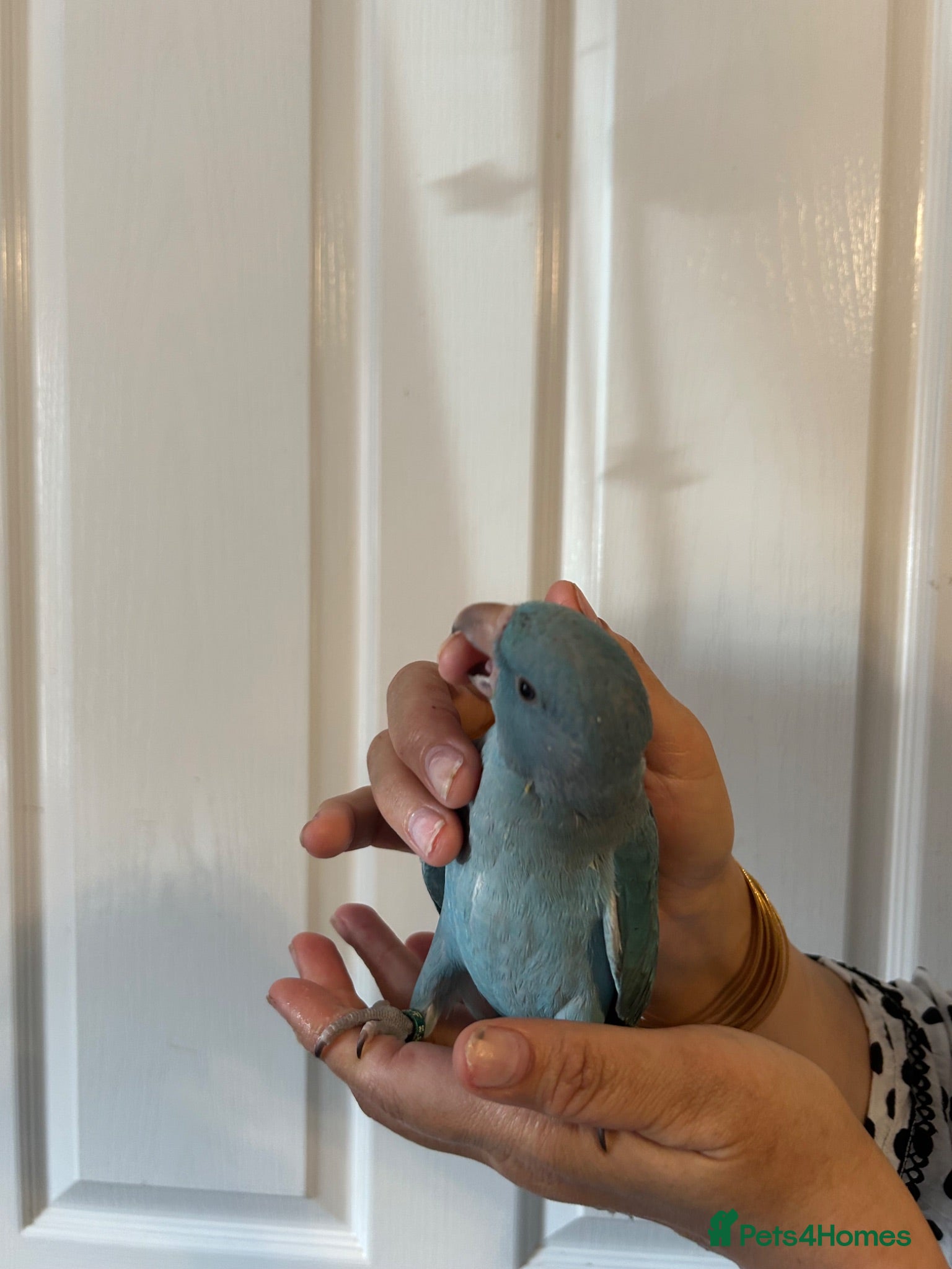 Ringnecks birds Hand Reared Baby Indian Ringnecks  - Advert 2
