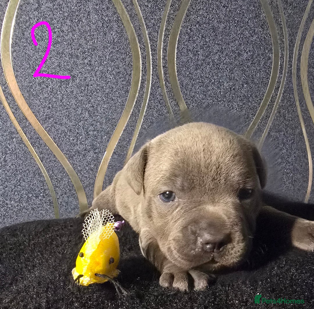 Staffordshire Bull Terrier dogs for sale: Stunning Staffordshire bull terrier pups  - Image 3