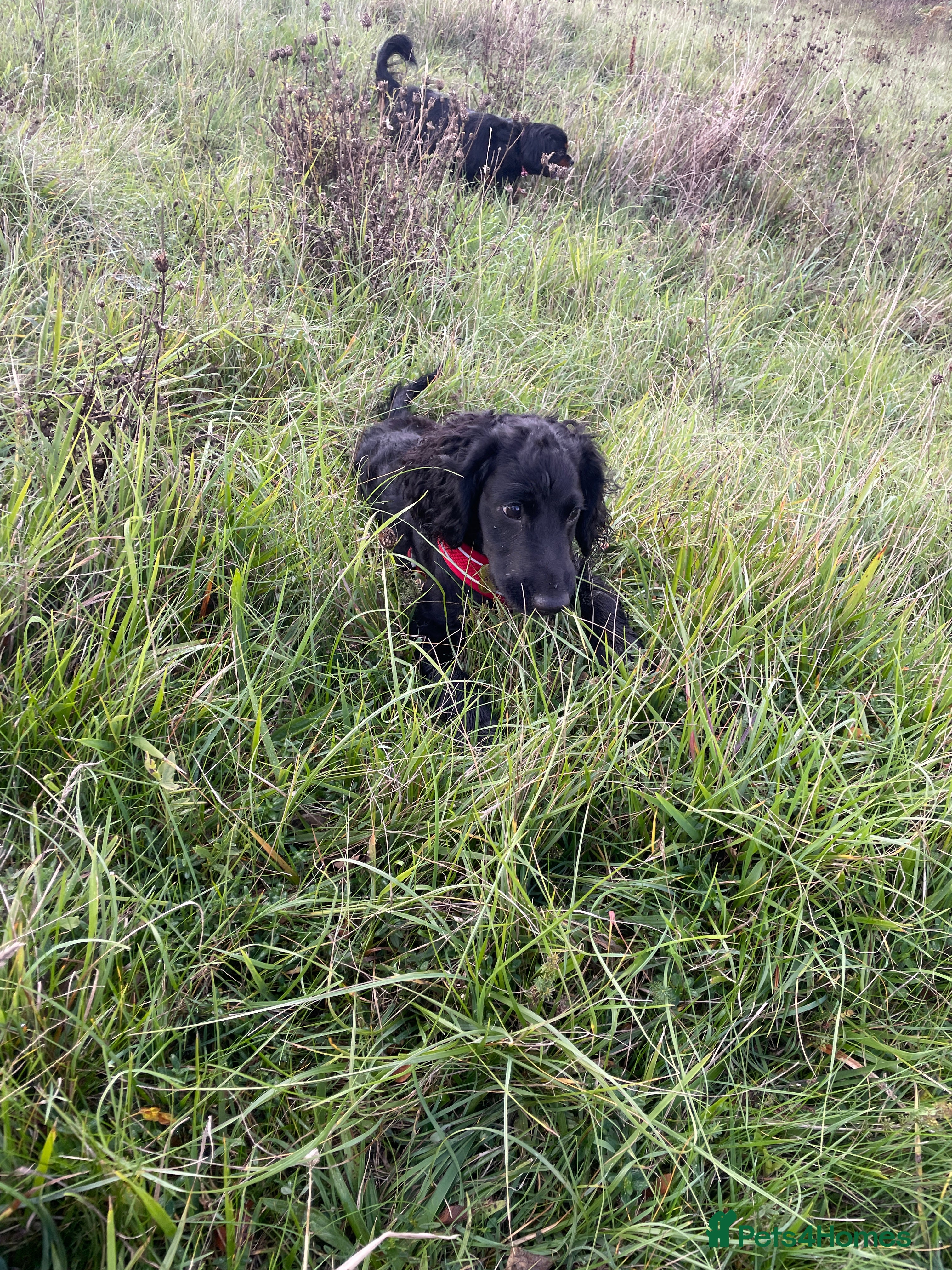 Cocker Spaniel dogs Beautiful boy cockerspaniel  - Advert 6