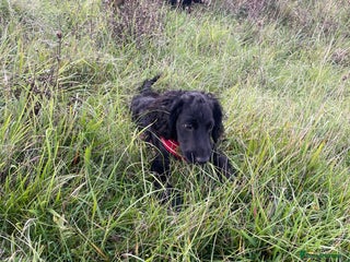 Cocker Spaniel dogs Beautiful boy cockerspaniel - Advert 13