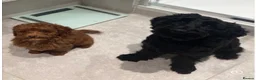 Cockapoo dogs for sale: 5 stunning F2 cockapoo puppies - Advert 9