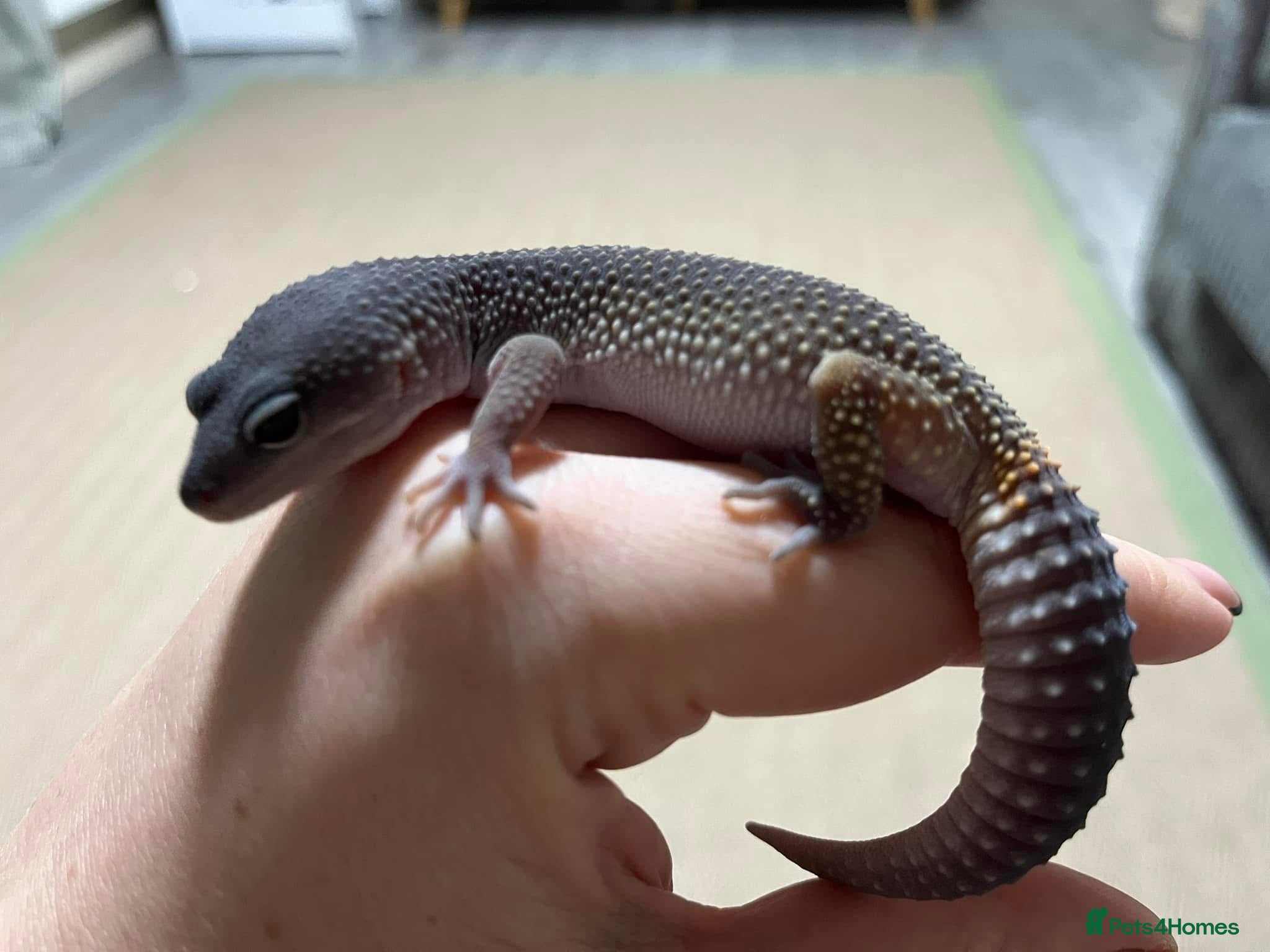 Leopard Gecko reptiles Echo the Gecko - Advert 2