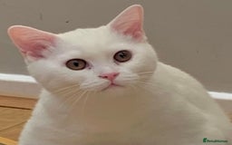 British Shorthair cats for sale: ☘️Fun loving BSH White Boy🤪🍼☘️ - Image 2