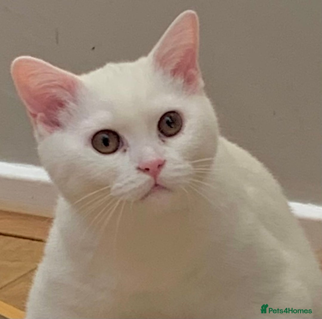 British Shorthair cats for sale: ☘️Fun loving BSH White Boy🤪🍼☘️ - Image 2