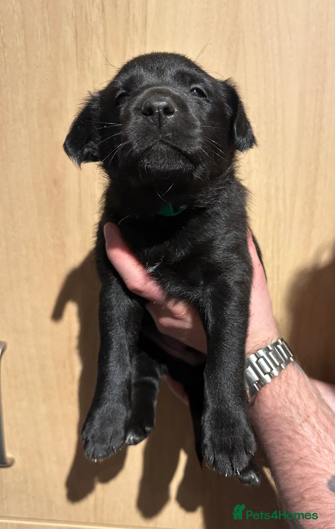 Borador dogs for sale: Labrador x Collie Puppies - Advert 16