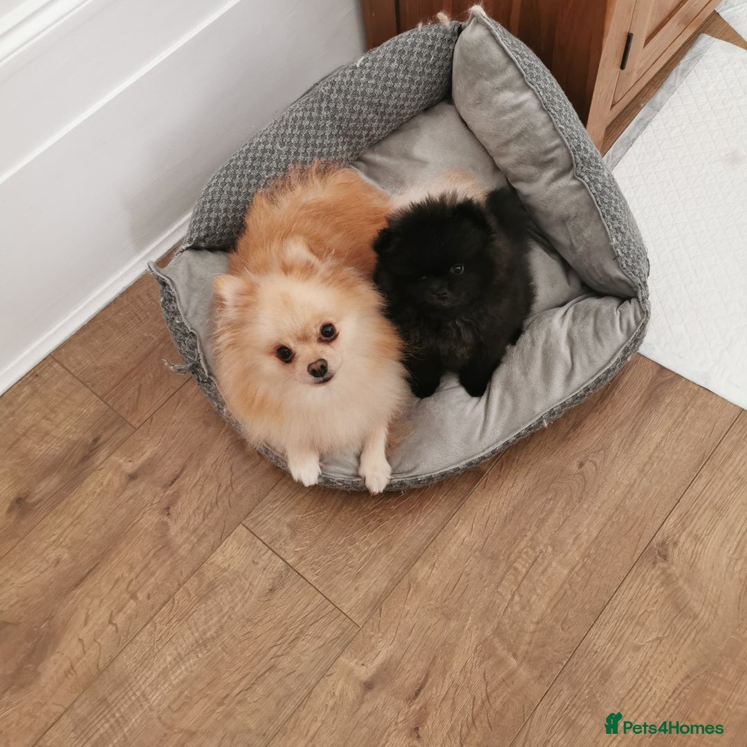 Pomeranian dogs for sale: Mini Pomeranians - Image 9