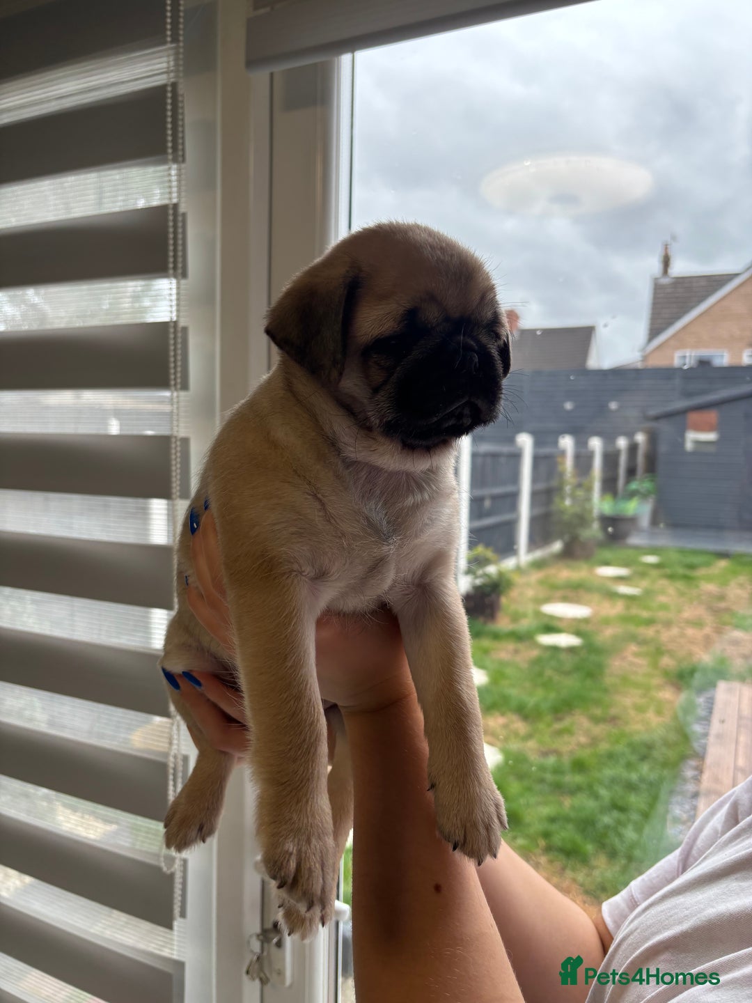 Pug dogs for sale: 🐾 Adorable Pug Puppies for Sale – £700 Each 🐾 - Image 10