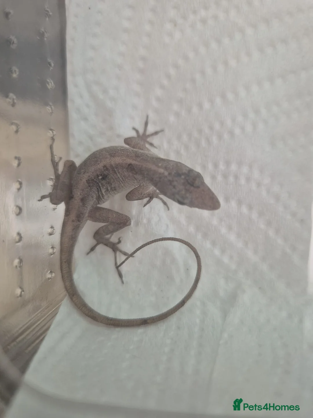 Anole reptiles for sale: Brown Anole Trio - Advert 4