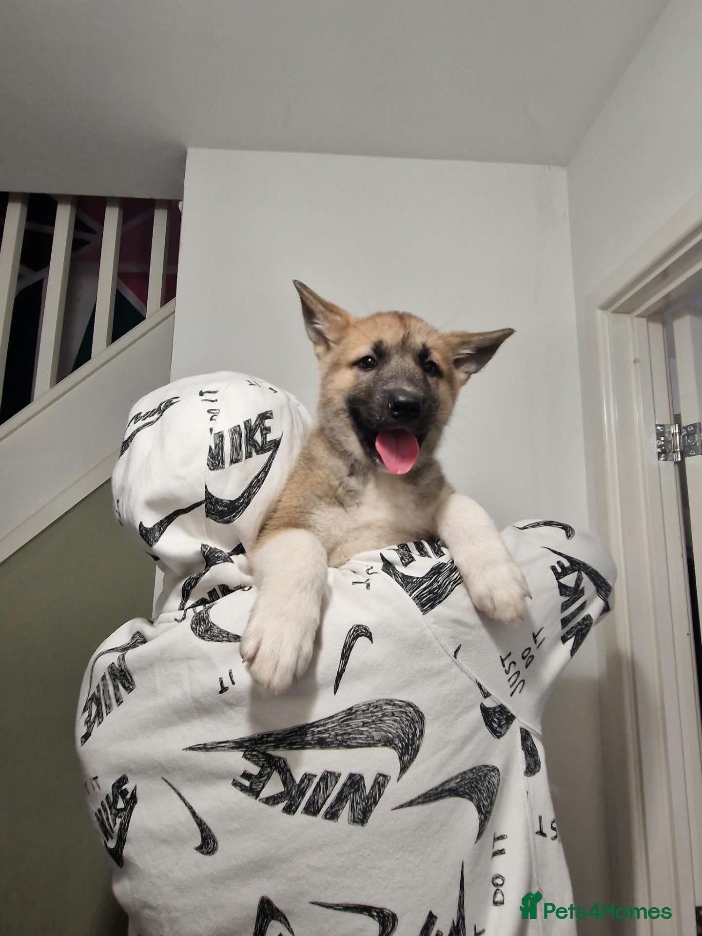 Mixed Breed dogs for sale: Alaskan malamute cross akita puppies - Advert 1