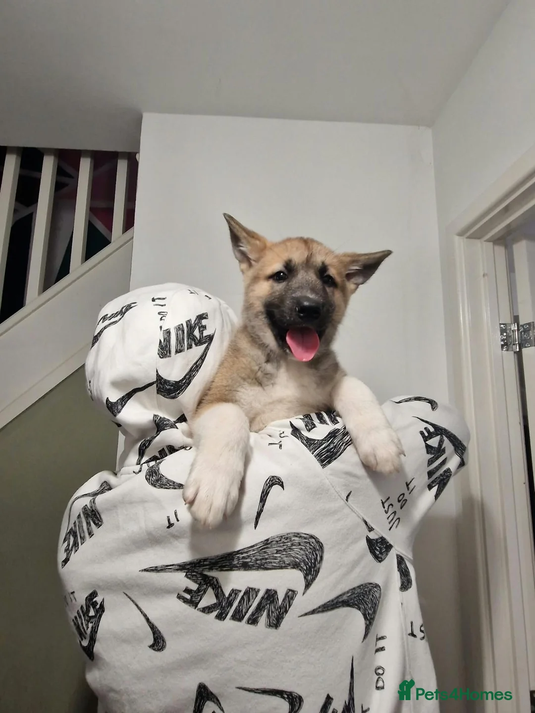 Mixed Breed dogs for sale: Alaskan malamute cross akita puppies - Advert 1