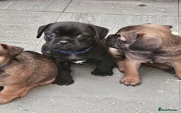 Mixed Breed dogs for sale: Reduced to 400 - Image 5