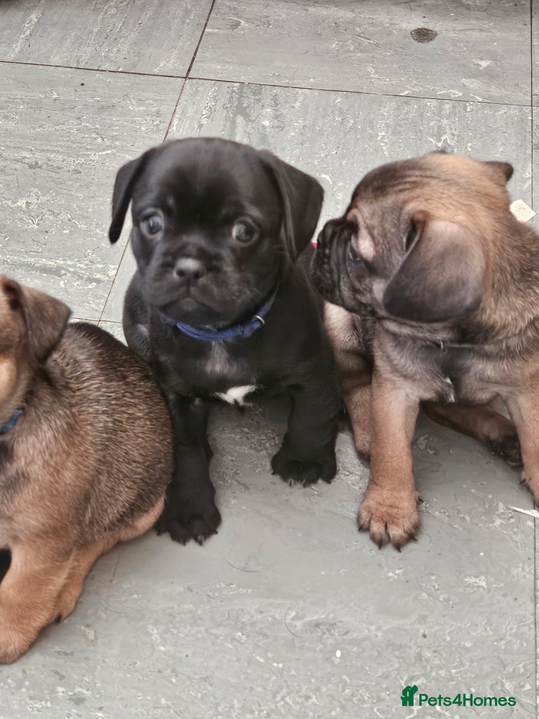 Mixed Breed dogs for sale: Reduced to 400 - Image 5