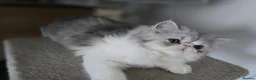 Persian cats for sale: Persian Kittens Extreme Punch Face – Bi-Color GCCF - Advert 17