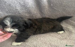 Mixed Breed dogs for sale: Jack Russell x westie  - Image 3