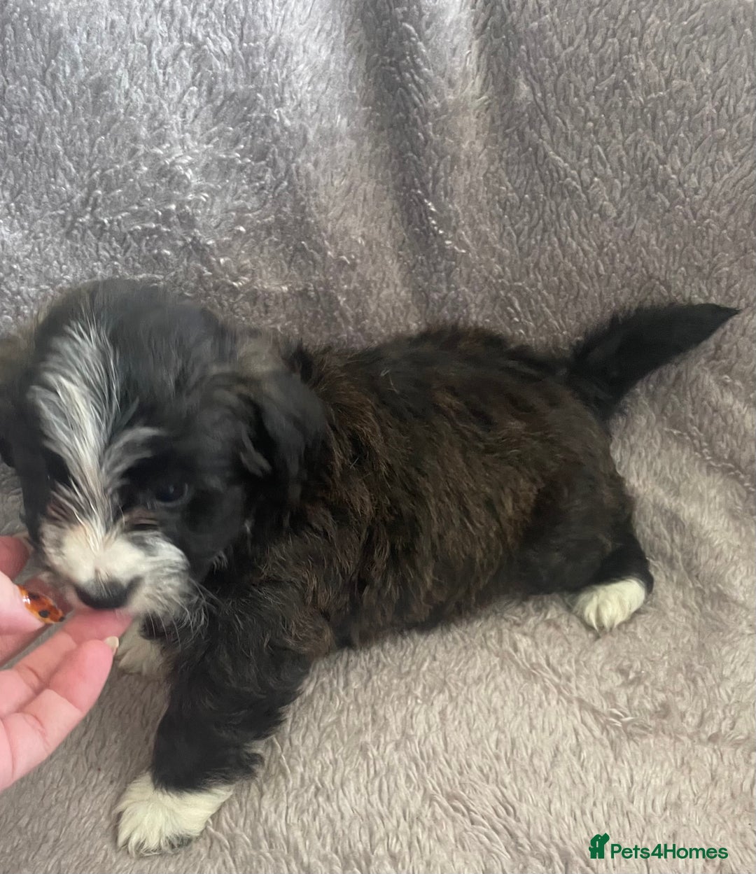 Mixed Breed dogs for sale: Jack Russell x westie  - Image 3