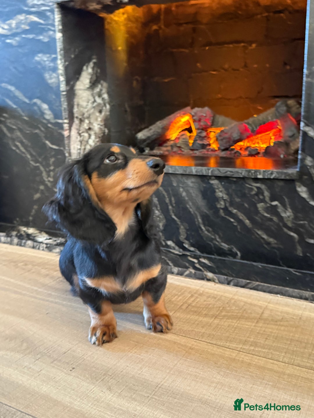 Miniature Dachshund dogs for sale: KC registered miniature dachshund long haired - Advert 5