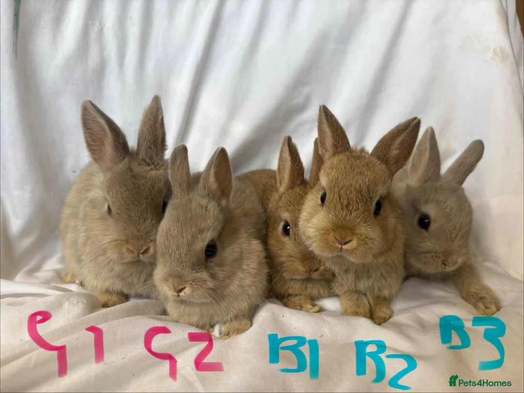 Netherland Dwarf rabbits for sale: Beautiful friendly Netherland Dwarf Bunnies  - Advert 1