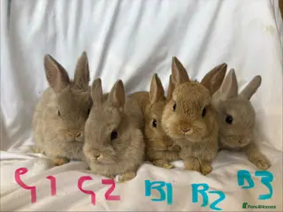 Netherland Dwarf rabbits Beautiful friendly Netherland Dwarf Bunnies - Advert 4