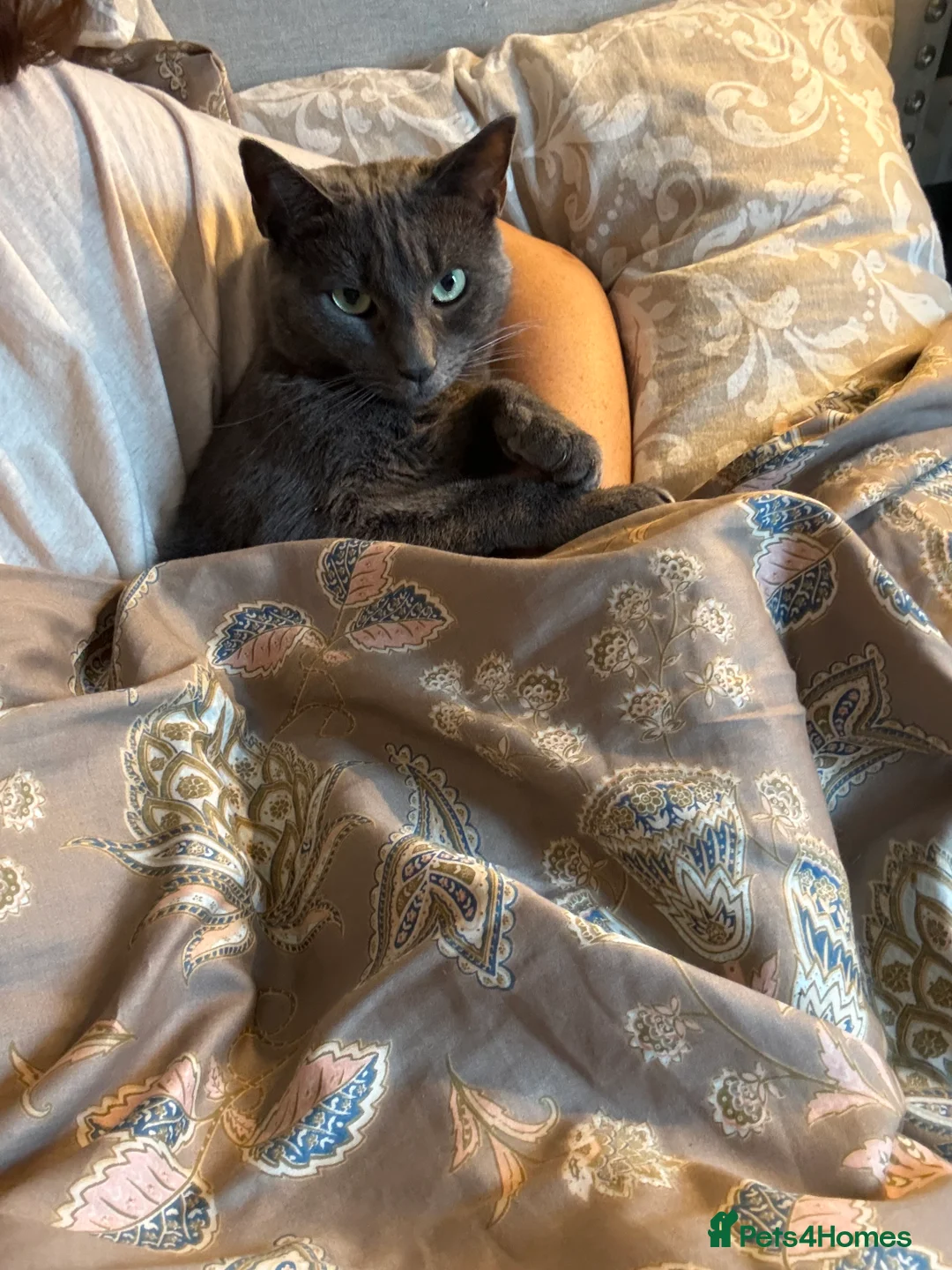 Mixed Breed cats for sale: Affectionate indoor cat looking for loving home - Advert 8