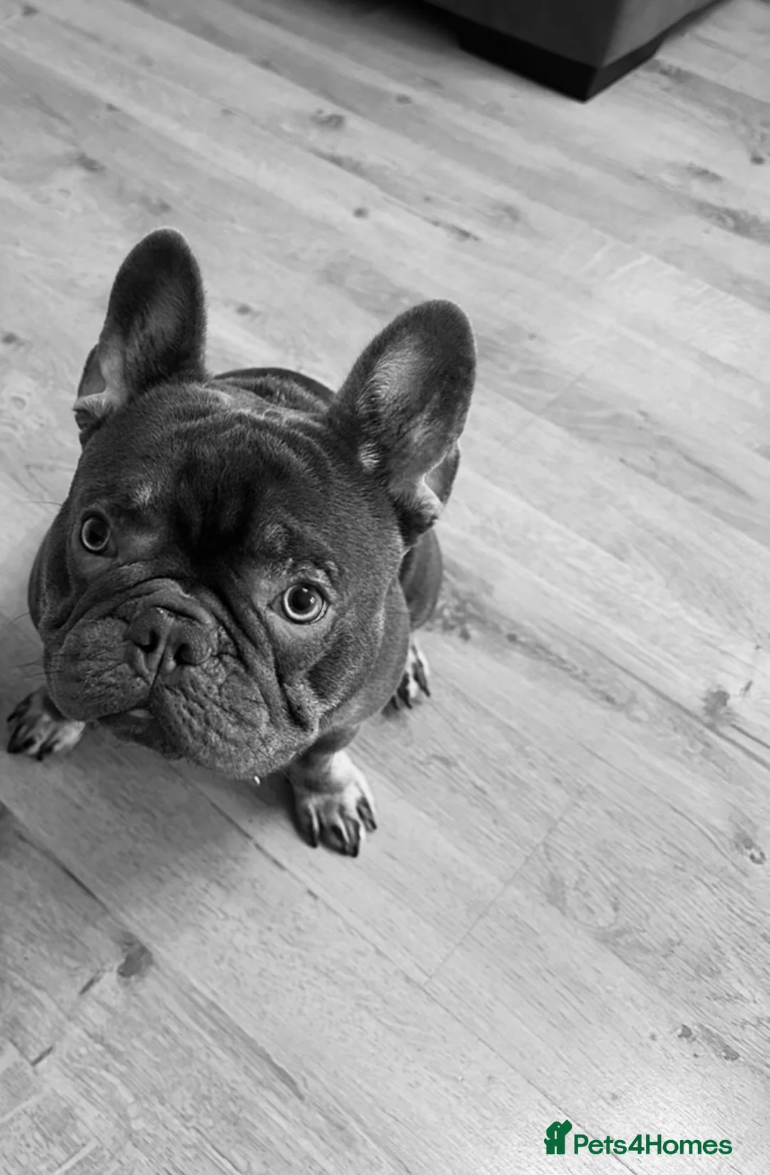 French Bulldog dogs for stud: PROVEN - Beautiful French Bulldog For Stud in Weston-super-Mare - Advert 5