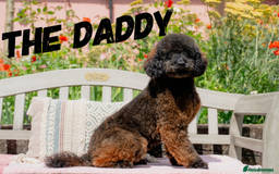 Mini Goldendoodle dogs for sale: A Bundle of Joy F1BB Mini Goldendoodle - Image 3