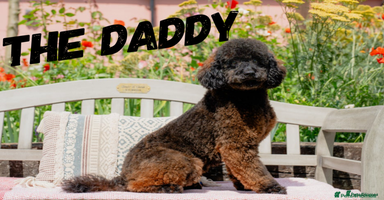 Mini Goldendoodle dogs - Advert 5