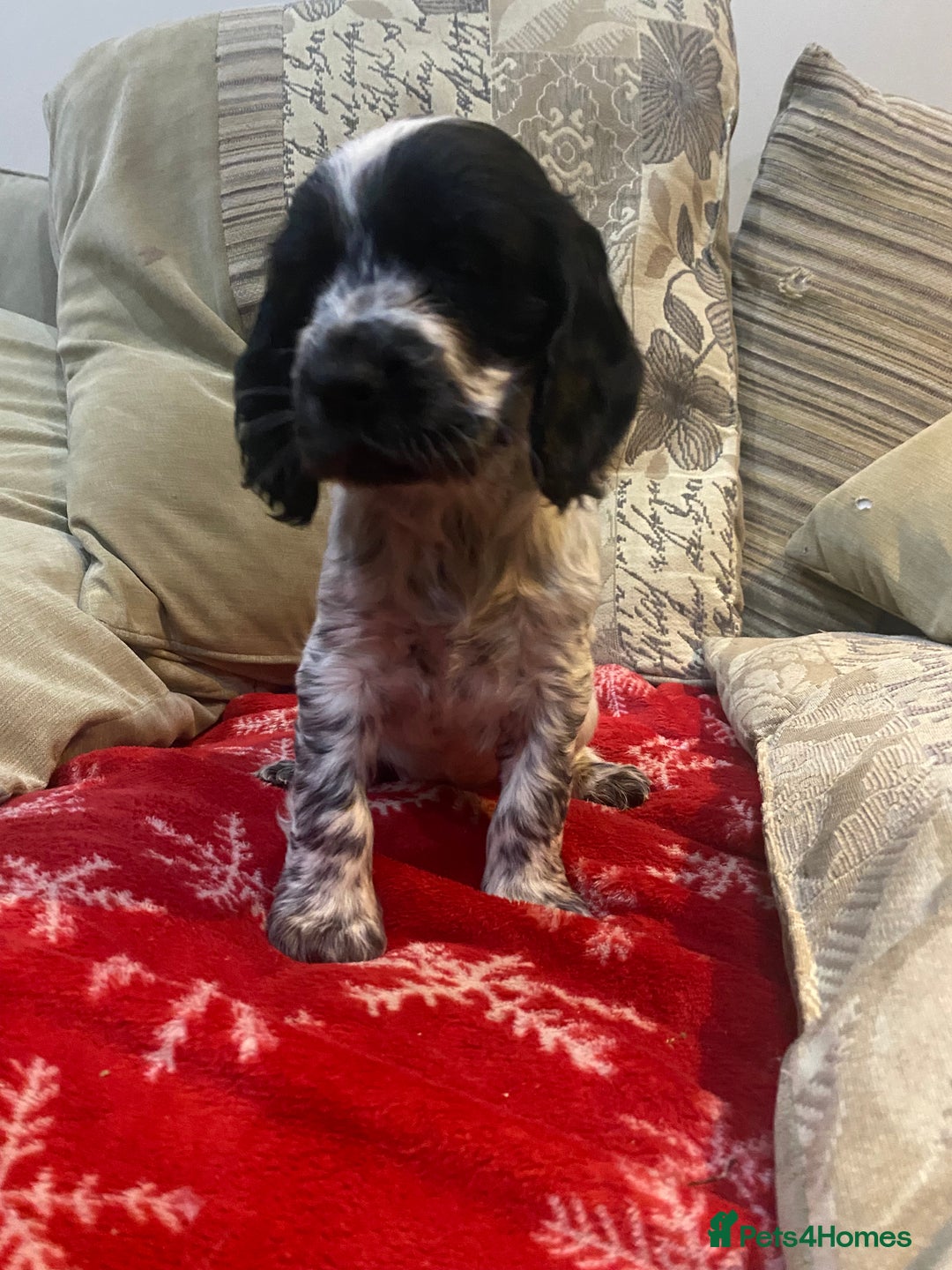 Cocker Spaniel dogs for sale: 9 beautiful full cocker spaniel pups - Advert 5