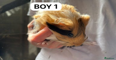 Guinea Pig rodents - Advert 7
