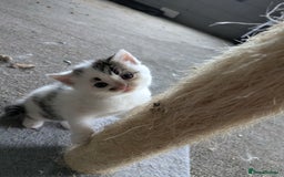 Mixed Breed cats for sale: 6 Adorable Kittens, Great Present! - Advert 4