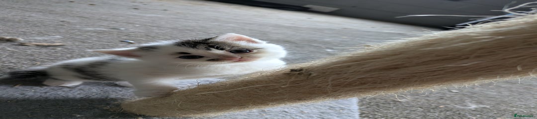 Mixed Breed Kitten 2