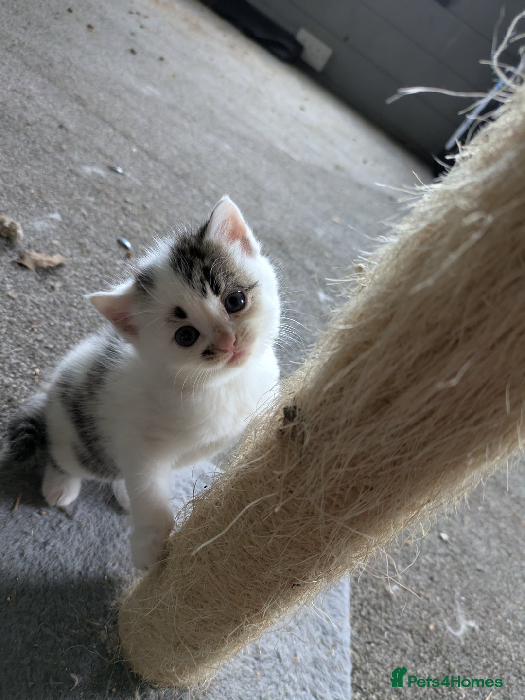 Mixed Breed cats for sale: 6 Adorable Kittens, Great Present! - Advert 4