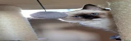 Ragdoll cats for sale: GCCF Reg. Ragdoll Kittens, Champion Bloodlines - Advert 7