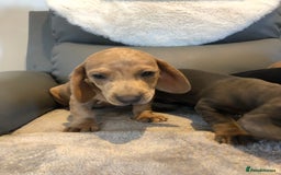 Miniature Dachshund dogs for sale: Miniature dachshunds for sale - Image 7