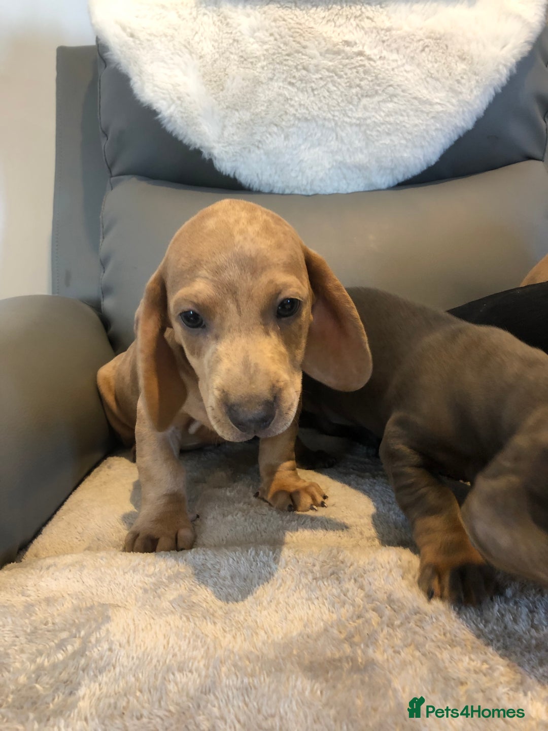 Miniature Dachshund dogs for sale: Miniature dachshunds for sale - Image 7