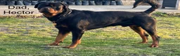 Rottweiler dogs for sale: Champion Bloodline Rottweiler Puppies in Colchester - Advert 8