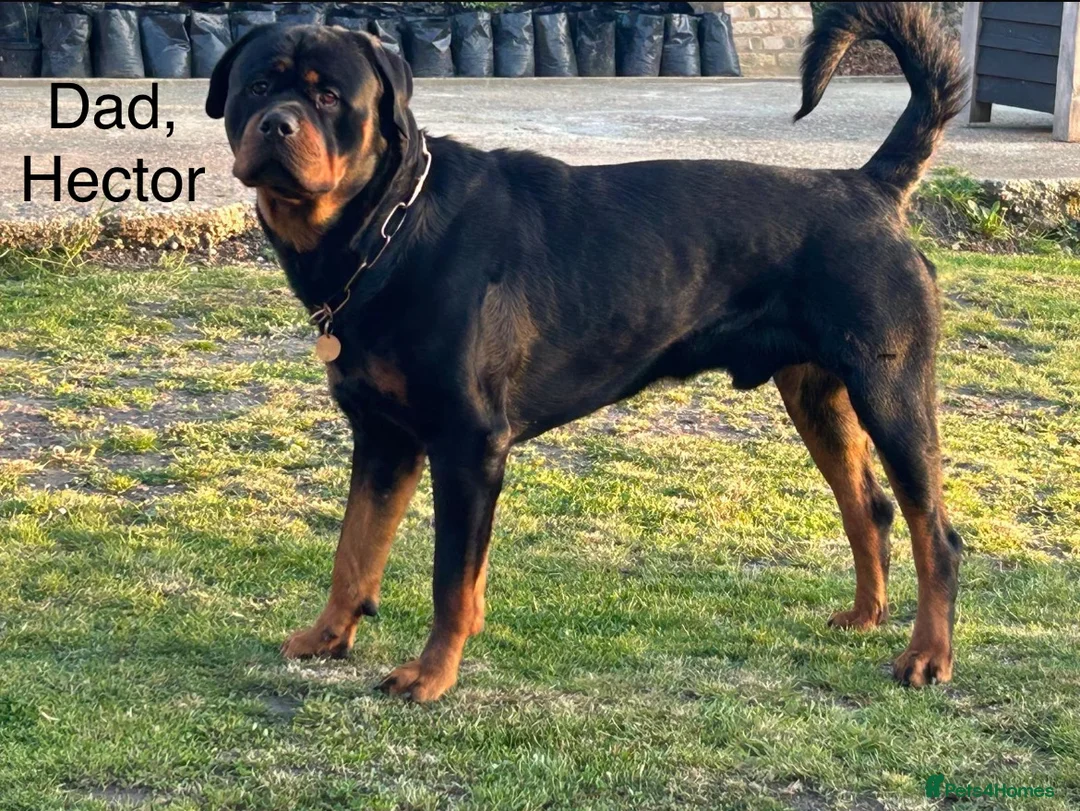 Rottweiler dogs for sale: Champion Bloodline Rottweiler Puppies in Colchester - Advert 8