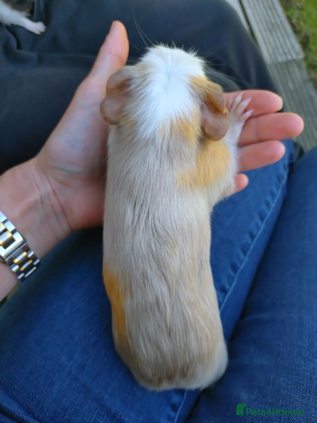 Guinea Pig rodents for sale: Baby Guinea pigs  - Image 6