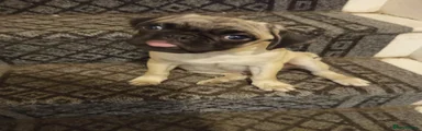 Houdini