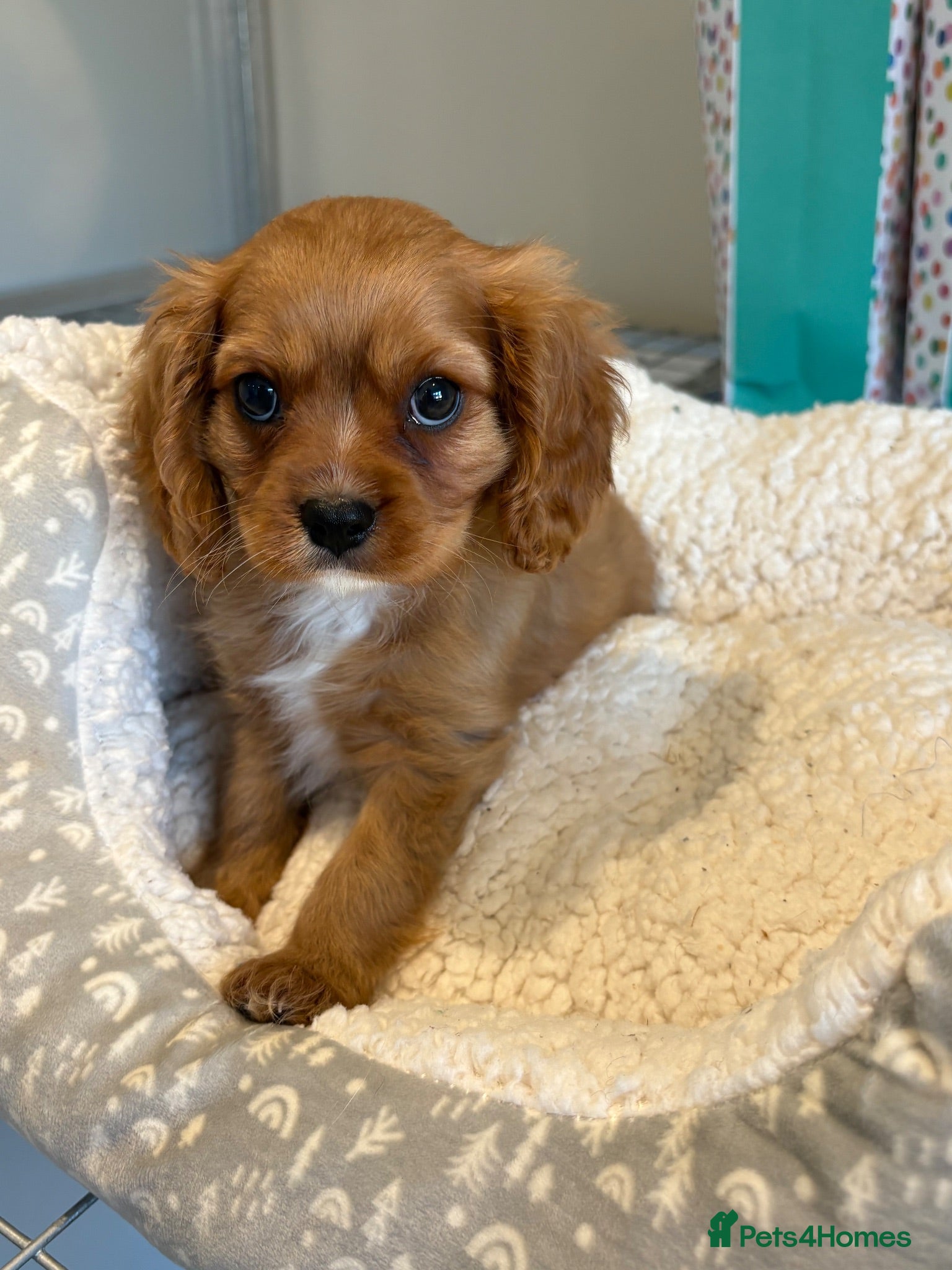 Cavalier King Charles Spaniel dogs READY TO GO NEW HOMES Kc & health tested puppies - Advert 5