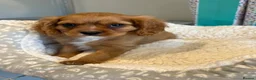 Cavalier King Charles Spaniel dogs for sale: READY TO GO NEW HOMES Kc & health tested puppies - Advert 5